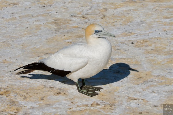 NewZealand 09 10  063